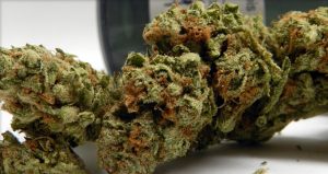 An overview of the online dispensary on the Gas Dank website
