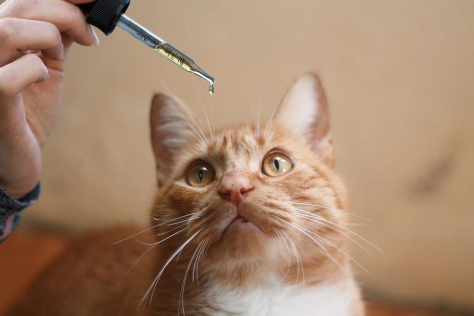 Best And Healthy CBD For Cats